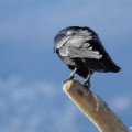 Corvus corone corone (Rabenkrähe)